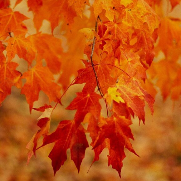 unlisted 1 PILCRO & THE LETTERPRESS pants by Anthropologie sz 24 - Picture 1 of 1